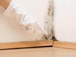 Best Emergency Mold Remediation  in Stock Island, FL